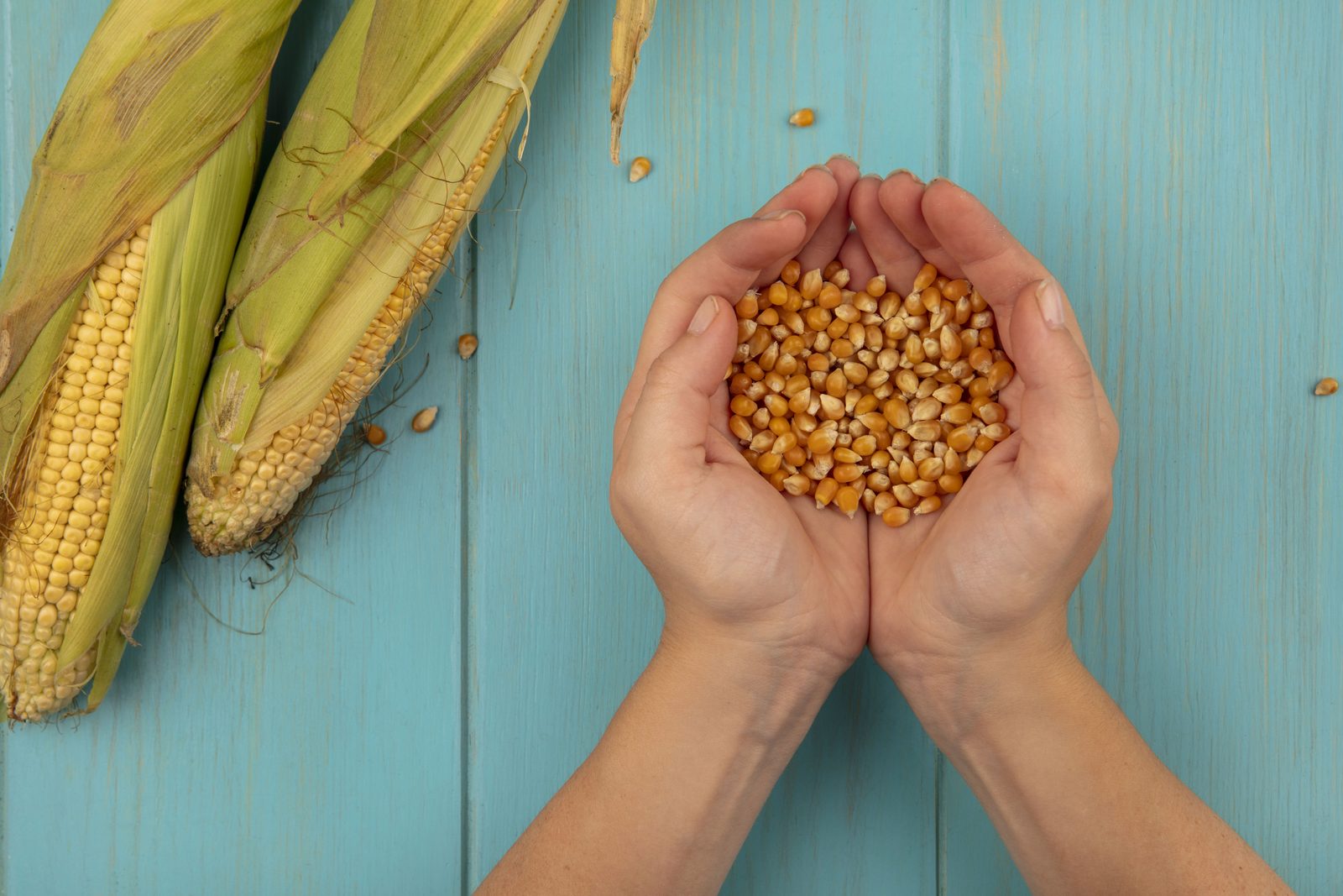 Certified maize seed
