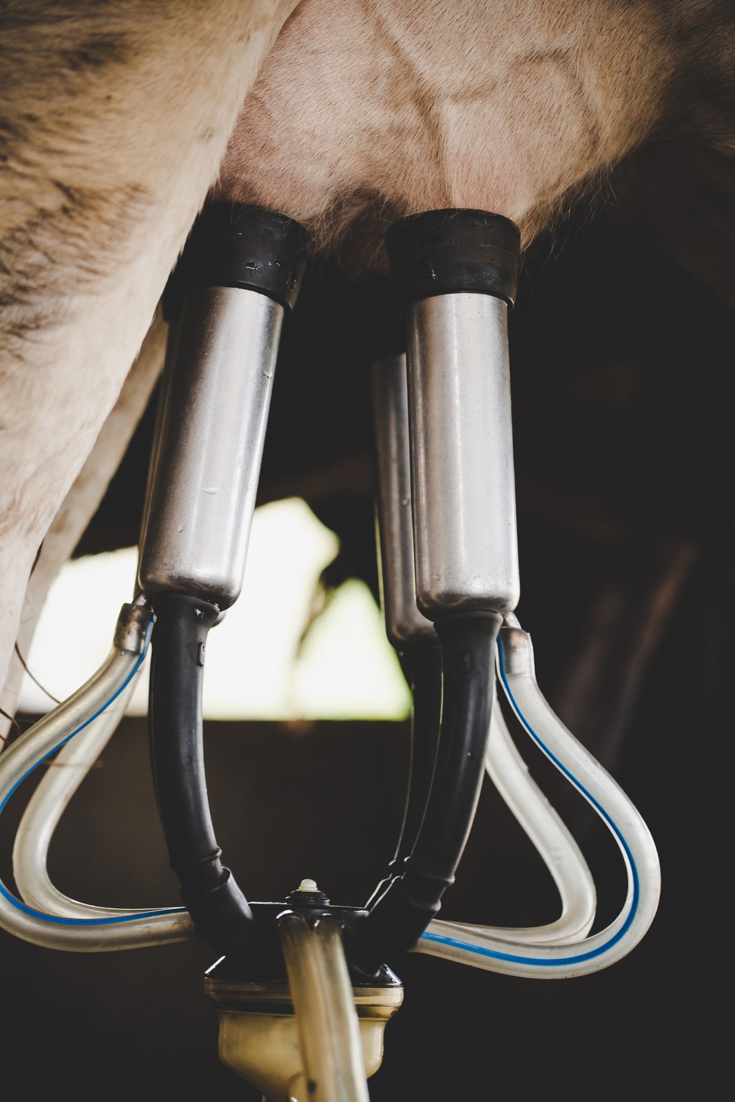Teat dip and udder hygiene